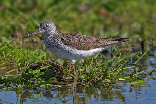Common greenshank